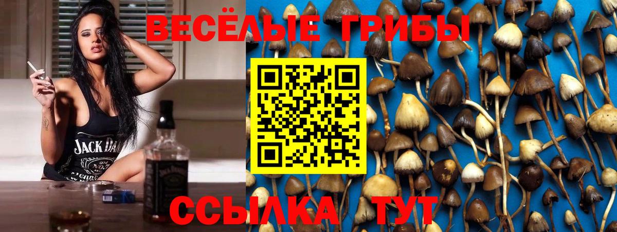 Псилоцибиновые грибы Psilocybe  Вход с VPN  где купить наркоту  Майкоп 